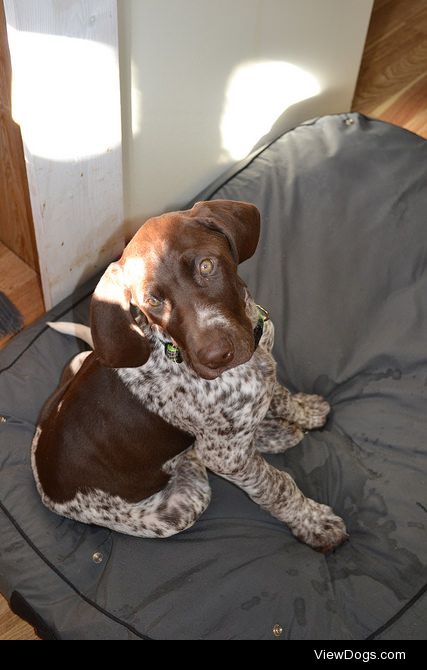 My German Shorthaired Pointer George when he was 8 weeks. He’s…