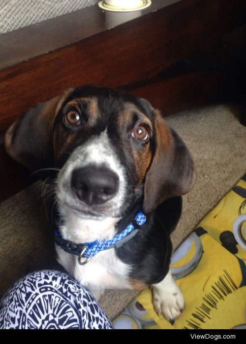 This is Doobie and he is now 1 year old, he’s a beagle/ basest…