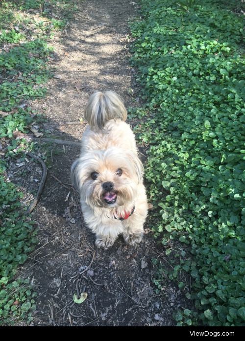 My happy handsome boy, Gizmo! half shih tzu half yorkie