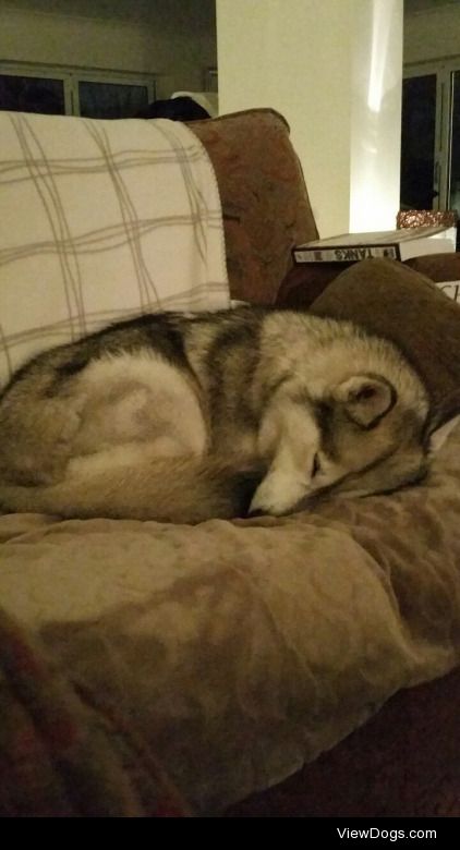 My husky who is meant to be a working breed but just sleeps 24/7