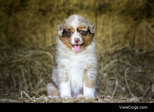 Marie-pierre Pataine | little baby dog