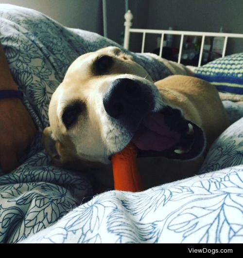 Kelby, my lab/corgi loves all kinds of beds