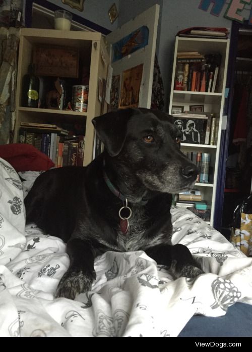 This is Tonks. She’s a Lab mix that comes in the shape of a…