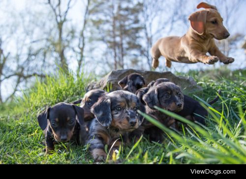 Justin MacDonald | Dachshunds in the Green Grass