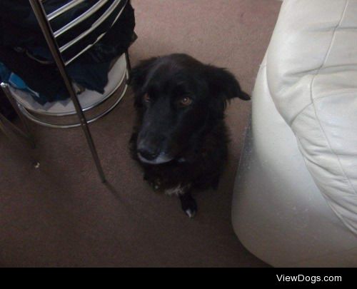 This is my Bonnie who sadly passed in 2012.
She was a Labrador,…