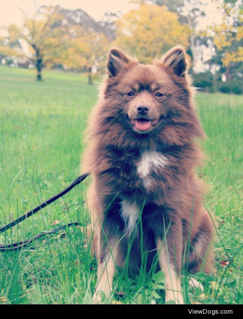 This is Malley, she is a Germanspitz and she’s only 7 months…