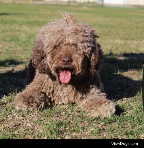 This is Eliott, my Perro de Aguas Español (spanish water dog)…