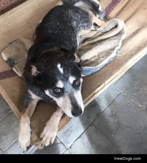 My handsome heeler. He’s never far from my side.