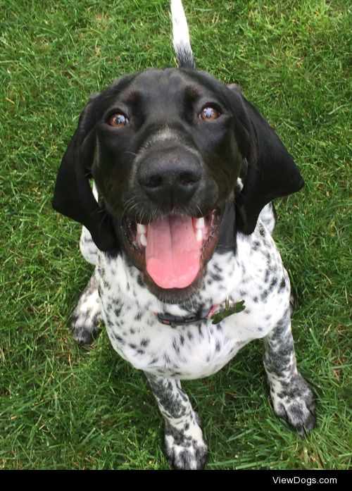 This is Luna! She is a 5 month old pointer/bloodhound mix who…