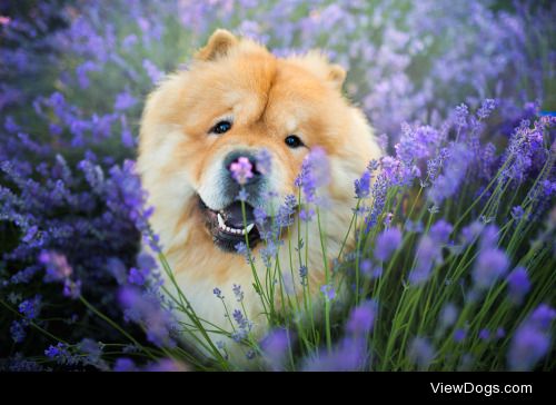 Iza Łysoń | Lavender nose