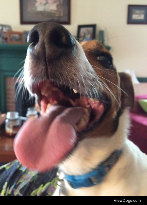 This is Max the JRT and Macy the Corgi/Lab mix! They love posing…