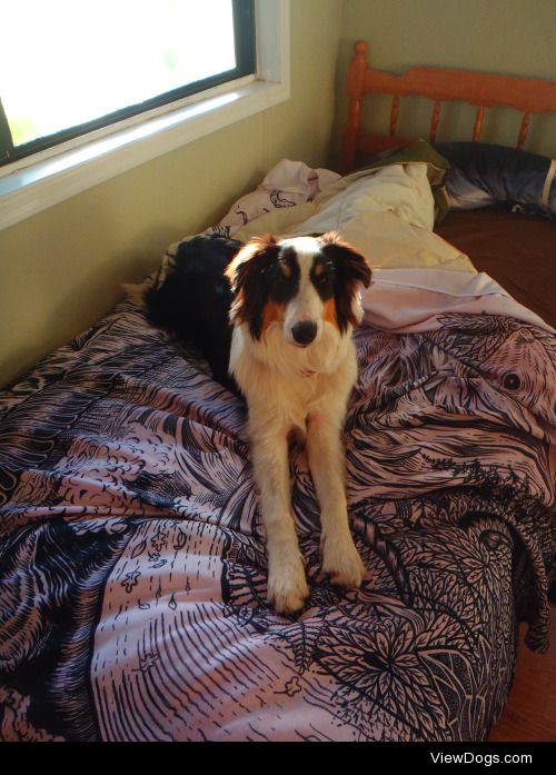 Banjoli ready for the day on the farm before I am….