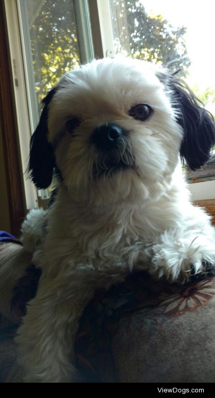 Sunny, my 4yo Shih Tzu boy