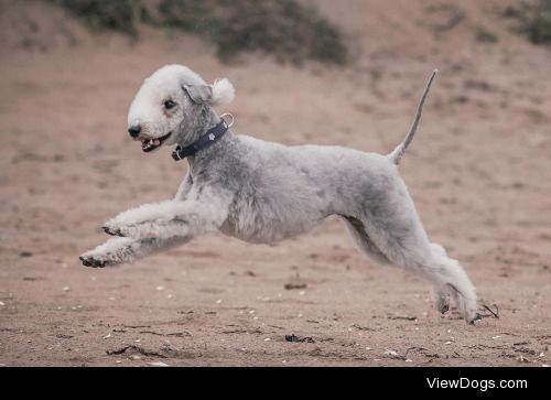 Sofie Karman | Bedlington Terrier