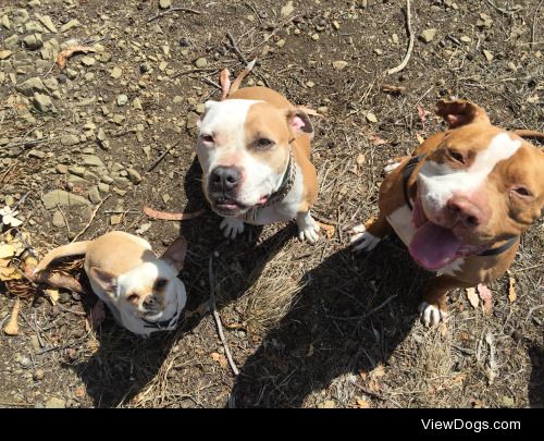 Mini, Trixie, & Ozzy. Precious babies.