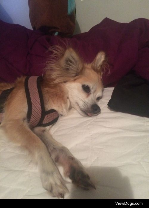 This is Izzy!!! She is a long haired chihuahua mixed with…