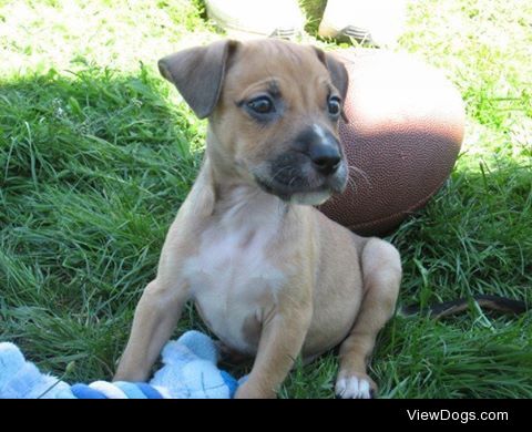 This is Dexter, he’s a pit-lab mix and the sweetest baby in the…