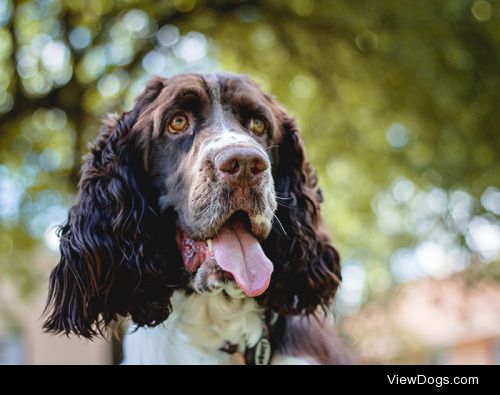 Cisco the Springer Spaniel! 