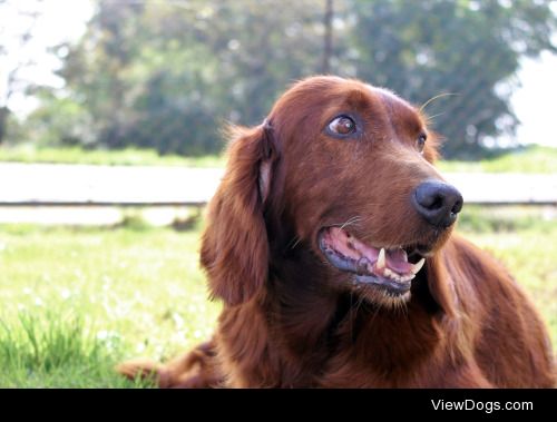 This is Gesztenye. She is a 9 years old irish setter. -…