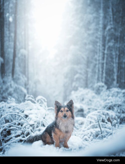 little-fox-adventures:

We’ve gotten some great snow falls these…