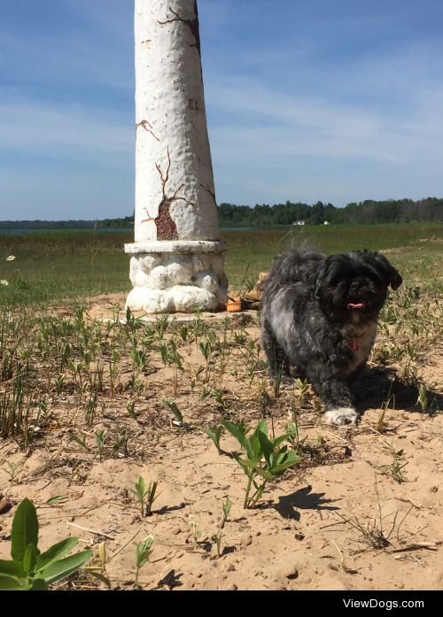 boo radley, my lhasa/shihtzu mix! 3 years old and getting…