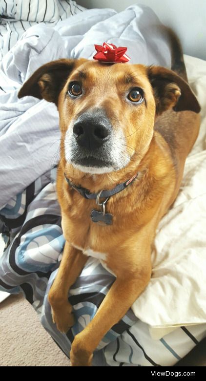 This handsome goof is Jason. He’s a Rhodesian Ridgeback-Shepherd…