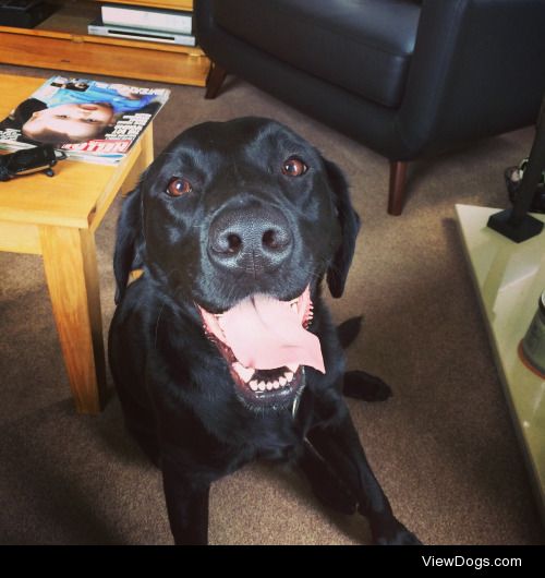 This is Barney! Such a happy chappy :)