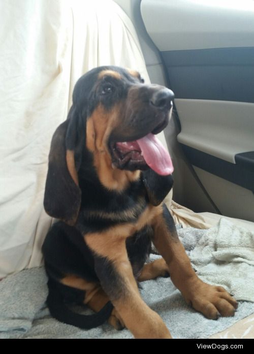 My bloodhound babies. 10 week old Emmet and 11 year old Remus.