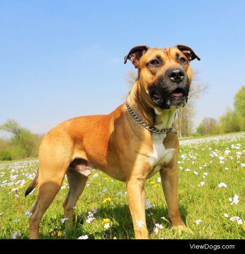 Hello, this is Smokey. His mother is an American Staffordshire…