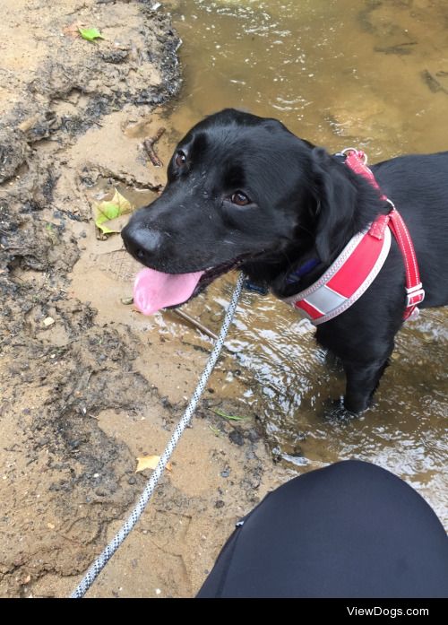 Riley•1 year and 3 months old• Labrador Mix