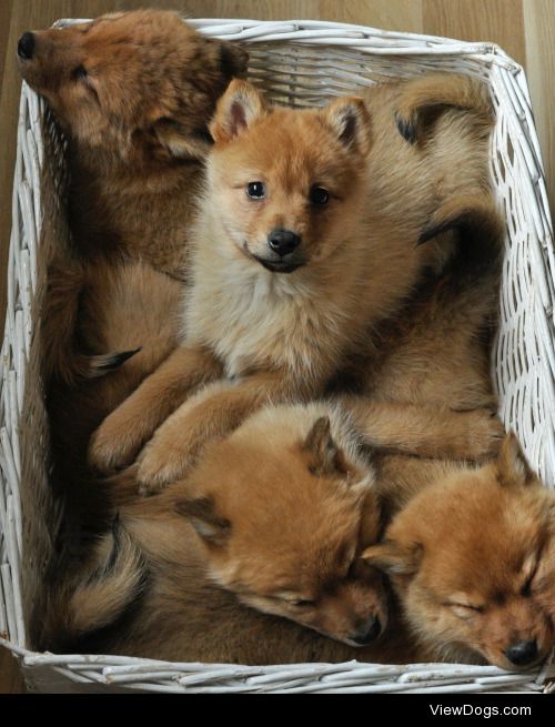 eMicku | goodbye dogs hello fox