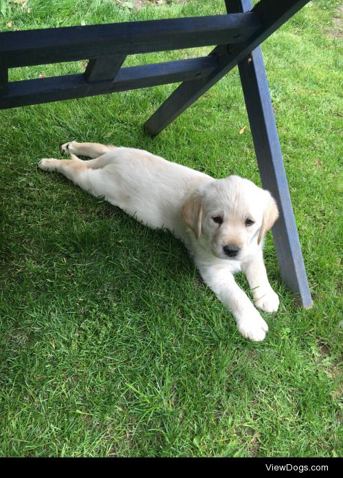 this is Bailey, the 6 week old golden retriever/Labrador cross…