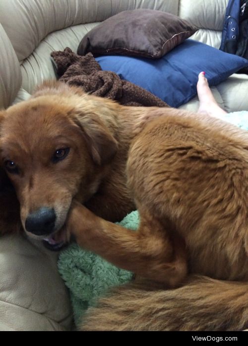 Our super playful, cuddly golden retriever chow mix we rescued…