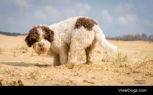 Desirée Couwenberg | Lagotto Romagnolo digging