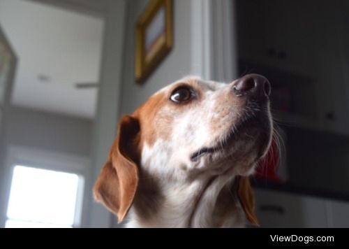 caninesandcomplaints:

must stare at the ceiling