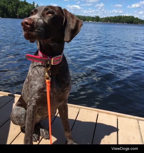 Scout, the German Shorthaired Pointer.