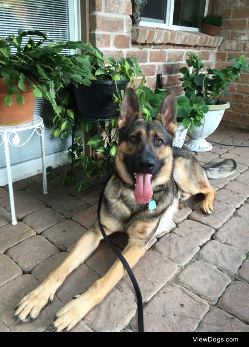 Charlie, 18 month Czech German Shepherd. Follow charlieb.barkins…