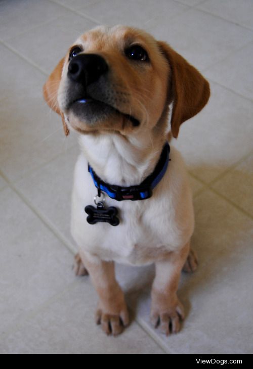 This is my handsome boy Toby! He’s a 2 month old yellow lab and…