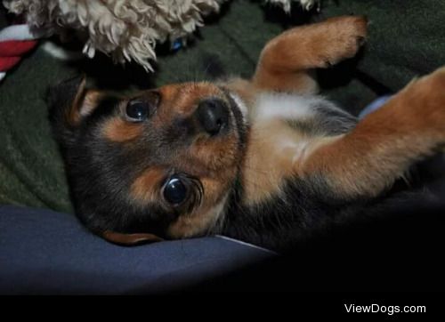 Carter as a puppy vs 3 years old, still adorable.