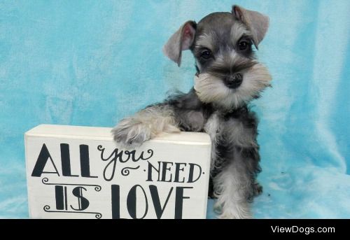 This is Louie, he’s a Toy Schnauzer