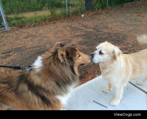 My 12 year old golden retriever Cleo met a new friend on her…