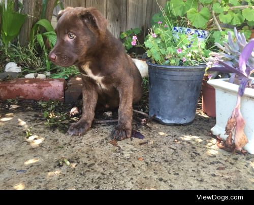 one of the seven puppies my mom rescued this weekend. pp