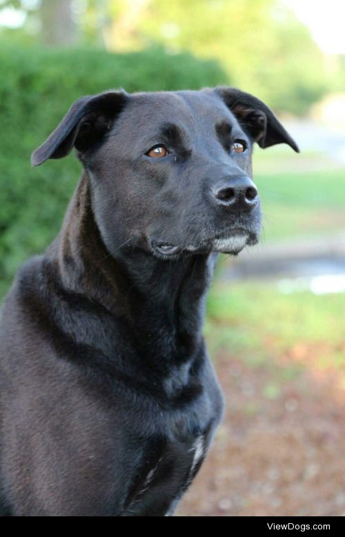 My 7 year old lab pit mix Shadylady