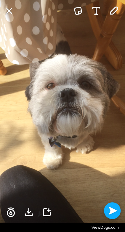 This is Bertie, our five year old Shih-Tzu. He loves walks and…