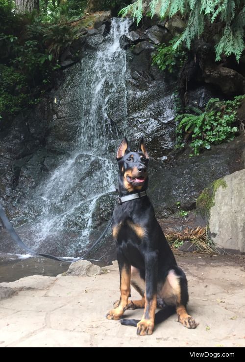 Dezzy, our six month-old Beauceron. -Anonymous