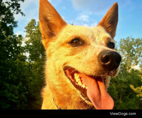 Meet Lobo he’s a 5 ½ year old Australian Cattle dog or red…