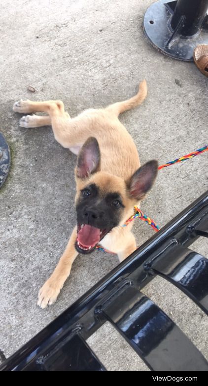 My lil baby Zeus. One happy energetic 7 month old pup ☺️❤️