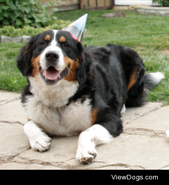 This is Tyrion on his first birthday! He’s a Bernese Mountain…