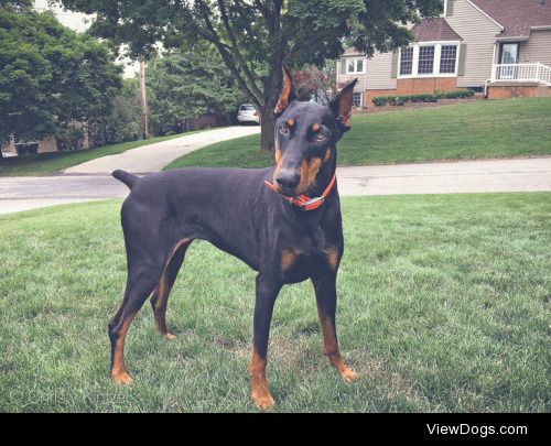 shinyblackdeer:

Did I hear you say we’re going to Grandma’s?