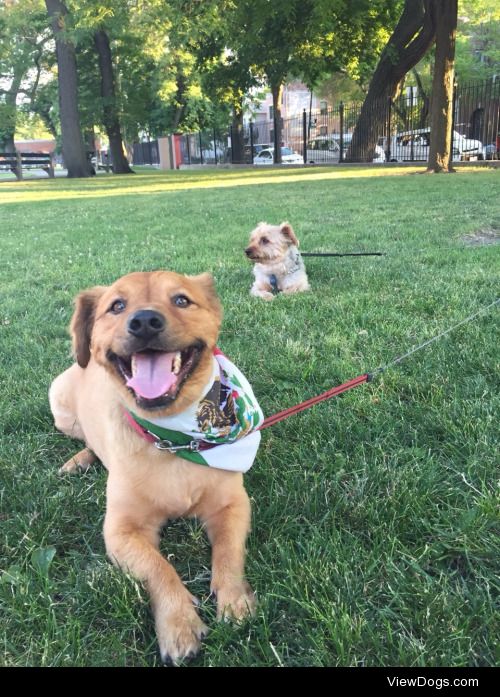 They’re so handsome when they’re tired. 
Pancho (front) is a…